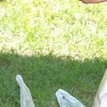 Fête de l'été 2007