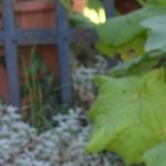 Les Vieilles Pierres de Saint Cergues 53