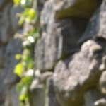 Les Vieilles Pierres de Saint Cergues 40