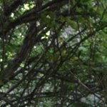 Les Vieilles Pierres de Saint Cergues 18