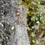 Les Vieilles Pierres de Saint Cergues 7