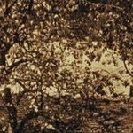 La Pension Les Tilleuls 3