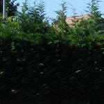 Fête de la musique 1