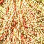 Fête de la musique 47