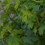 Les Vieilles Pierres de Saint Cergues 11