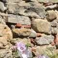 Les vielles pierres de Saint-Cergues - non datées