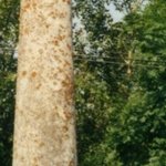 La Croix de Chandouze 7