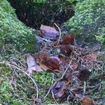 Les Vieilles Pierres de Saint Cergues 20