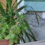 Les Vieilles Pierres de Saint Cergues 12