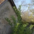 Les vielles pierres de Saint-Cergues - non datées