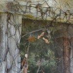 Les Vieilles Pierres de Saint Cergues 42