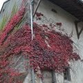 Les vielles pierres de Saint-Cergues - non datées