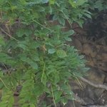 Les Vieilles Pierres de Saint Cergues 41