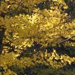 La Maison de la Servette 3