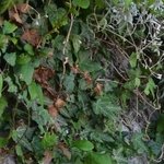 Les Vieilles Pierres de Saint Cergues 35