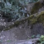 Les Vieilles Pierres de Saint Cergues 36