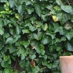 Les Vieilles Pierres de Saint Cergues 48