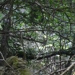 Les Vieilles Pierres de Saint Cergues 17