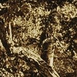 La Pension Les Cerisiers 11