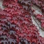 Les Vieilles Pierres de Saint Cergues 52