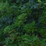 Les Vieilles Pierres de Saint Cergues 21