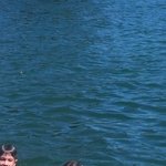 Le grand plongeon 12 17