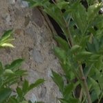 Les Vieilles Pierres de Saint Cergues 6